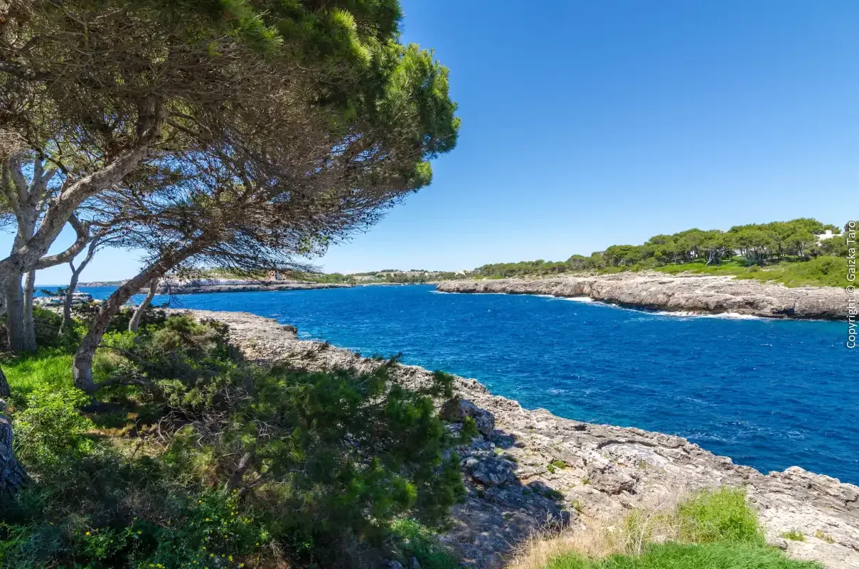 A rocky coastal inlet with blue water and pine trees along the shore.
