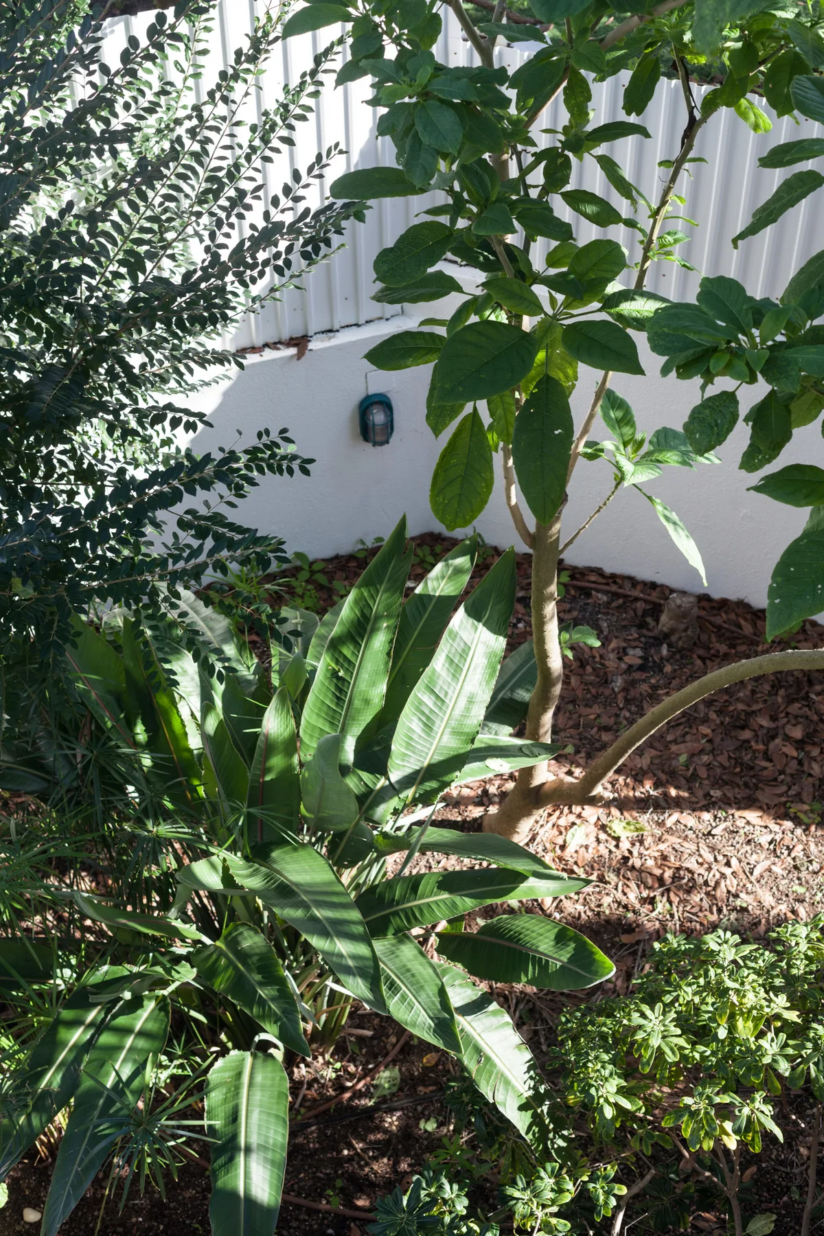 A landscaped garden with leafy plants beside a white wall.