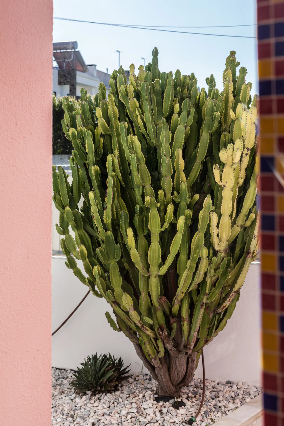 A large cactus grows in a gravel garden beside a tiled wall.