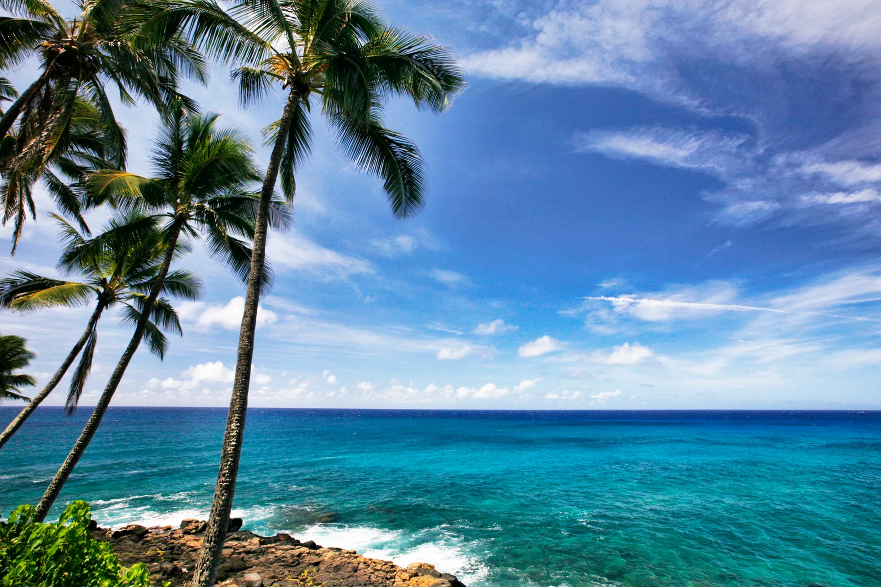 A tropical ocean coastline with palm trees and turquoise water.