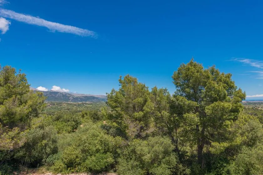 Un paisaje arbolado con árboles verdes bajo un cielo azul despejado.