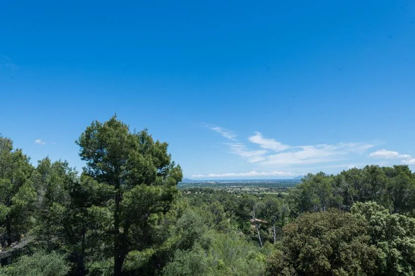 Un bosque verde se extiende hasta un horizonte lejano bajo un cielo azul despejado.