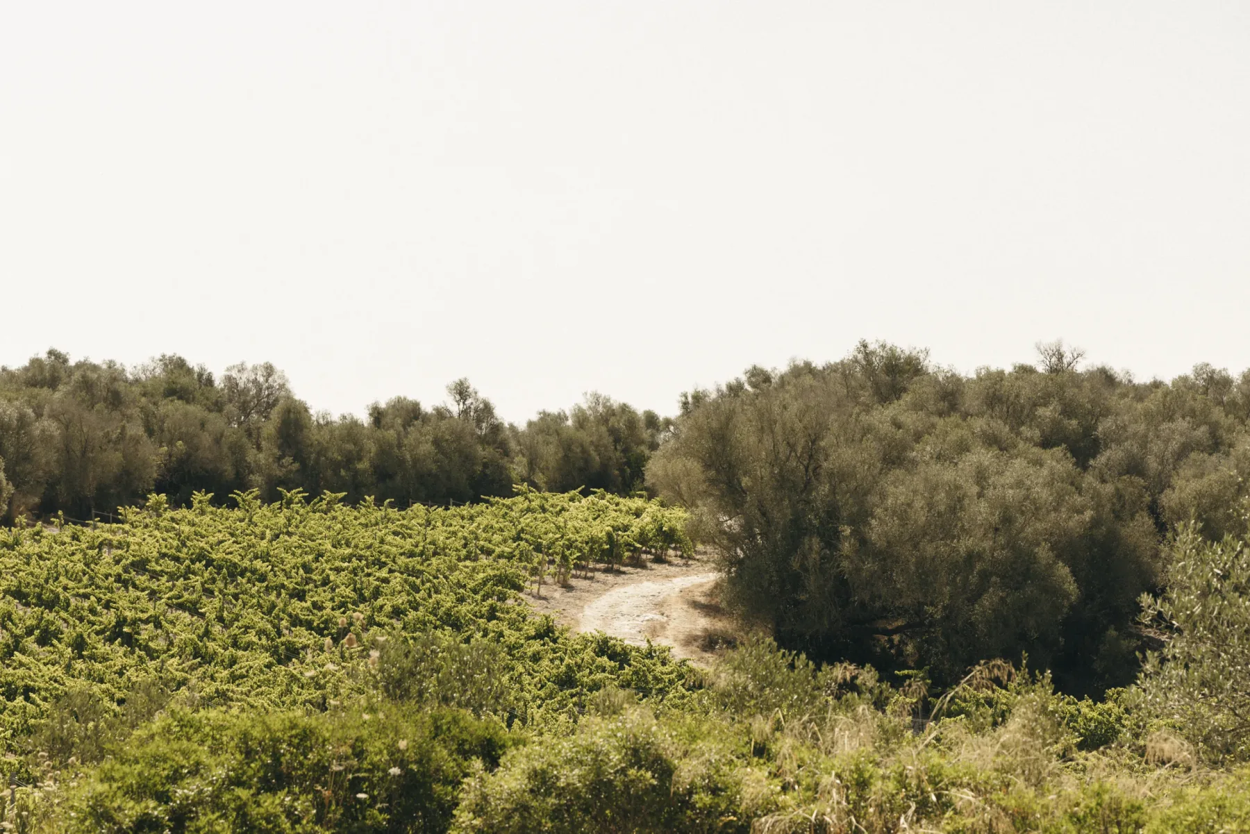 Finca Serena Mallorca property photo