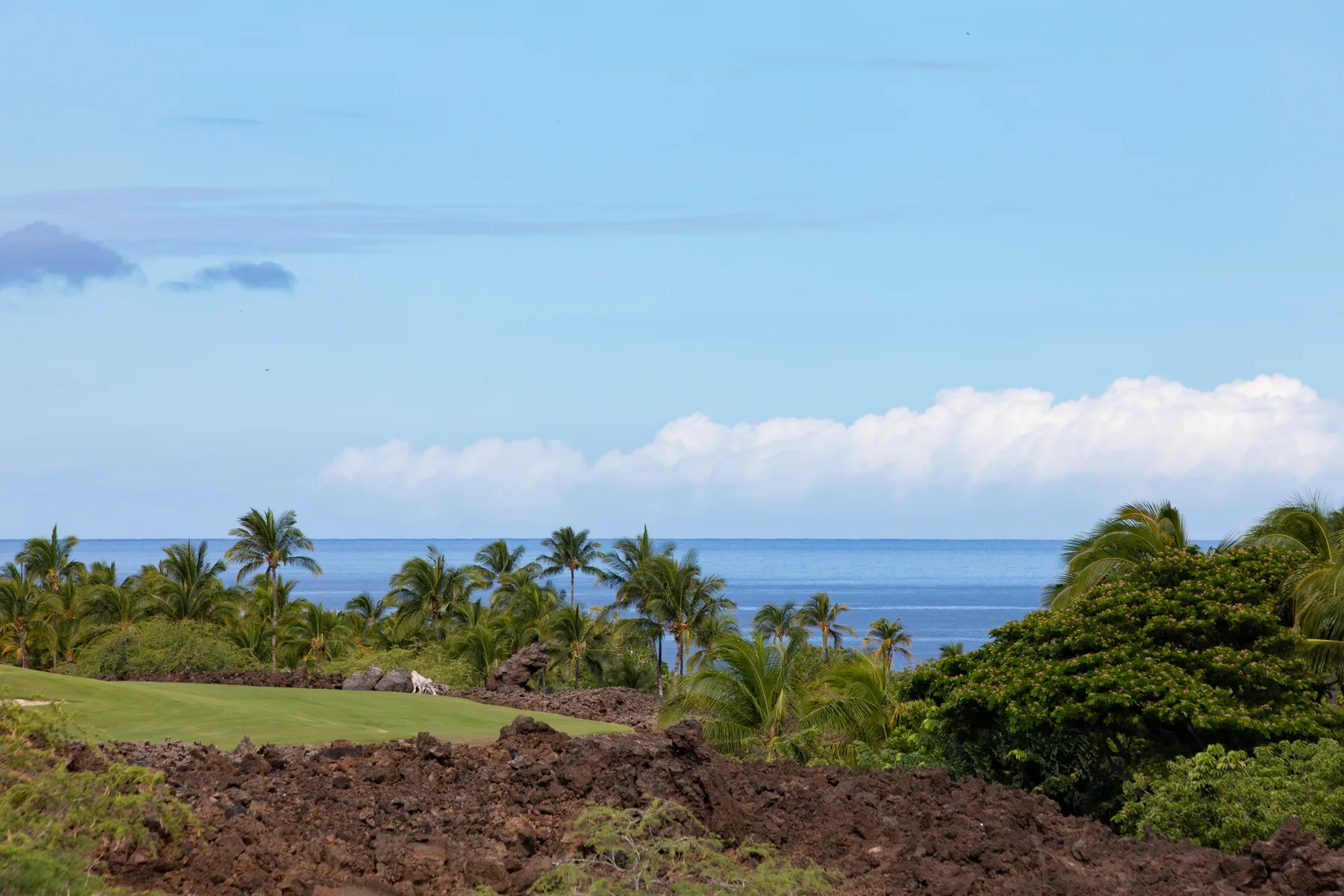 Paisaje costero con palmeras, vegetación verde y el océano al fondo.