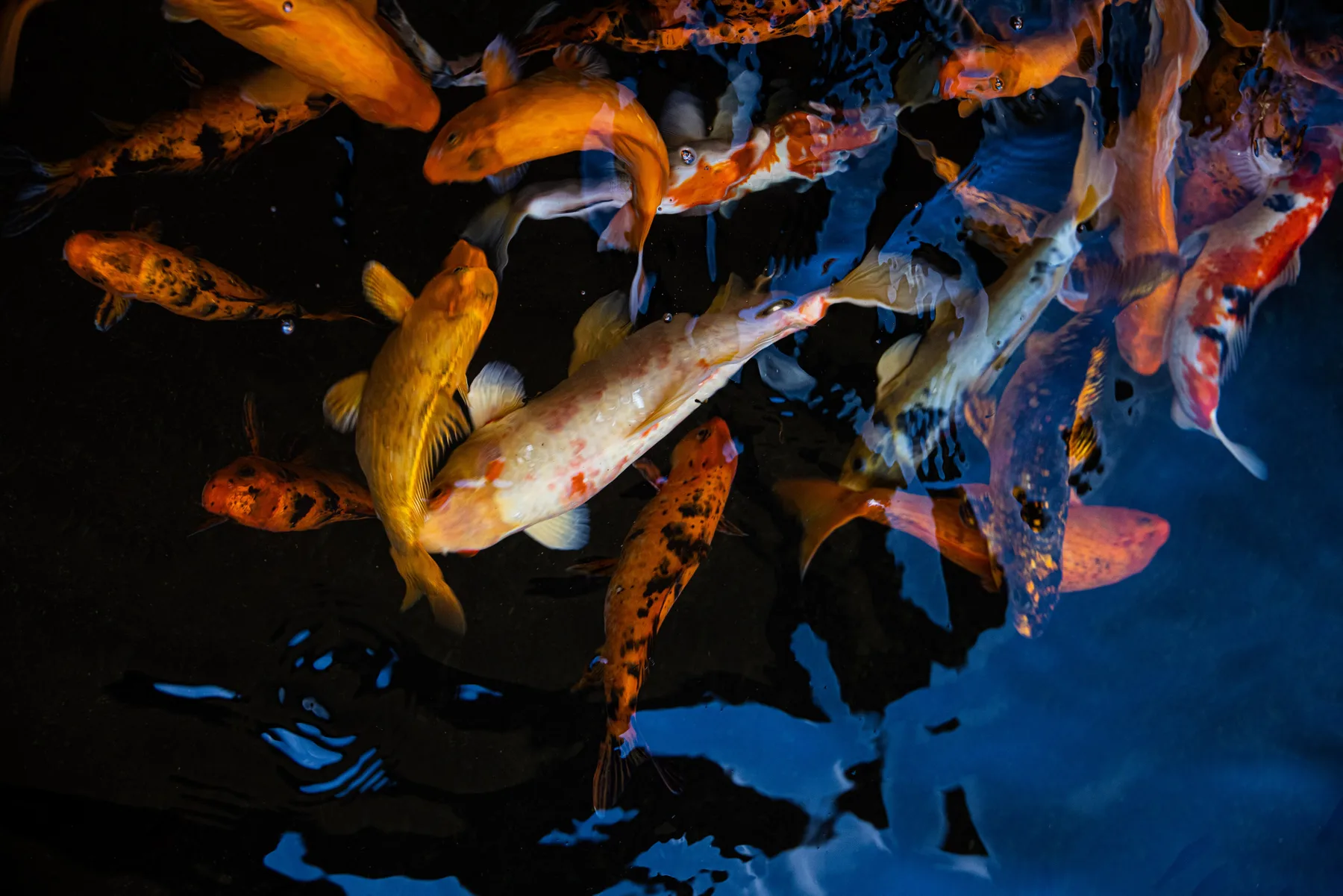 Carpas koi de colores nadan en un estanque oscuro.