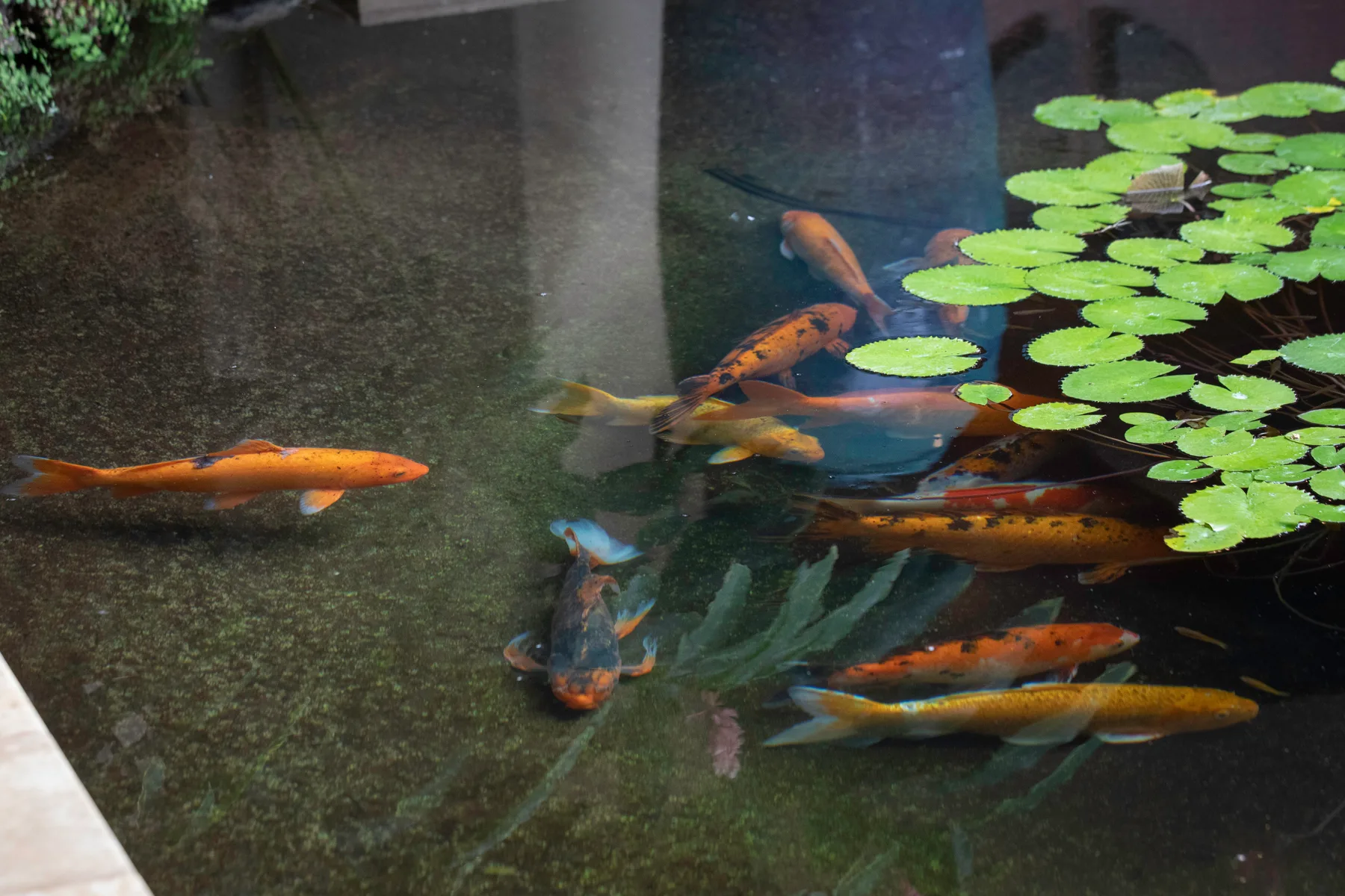 Un estanque con peces de colores nadando bajo nenúfares flotantes.