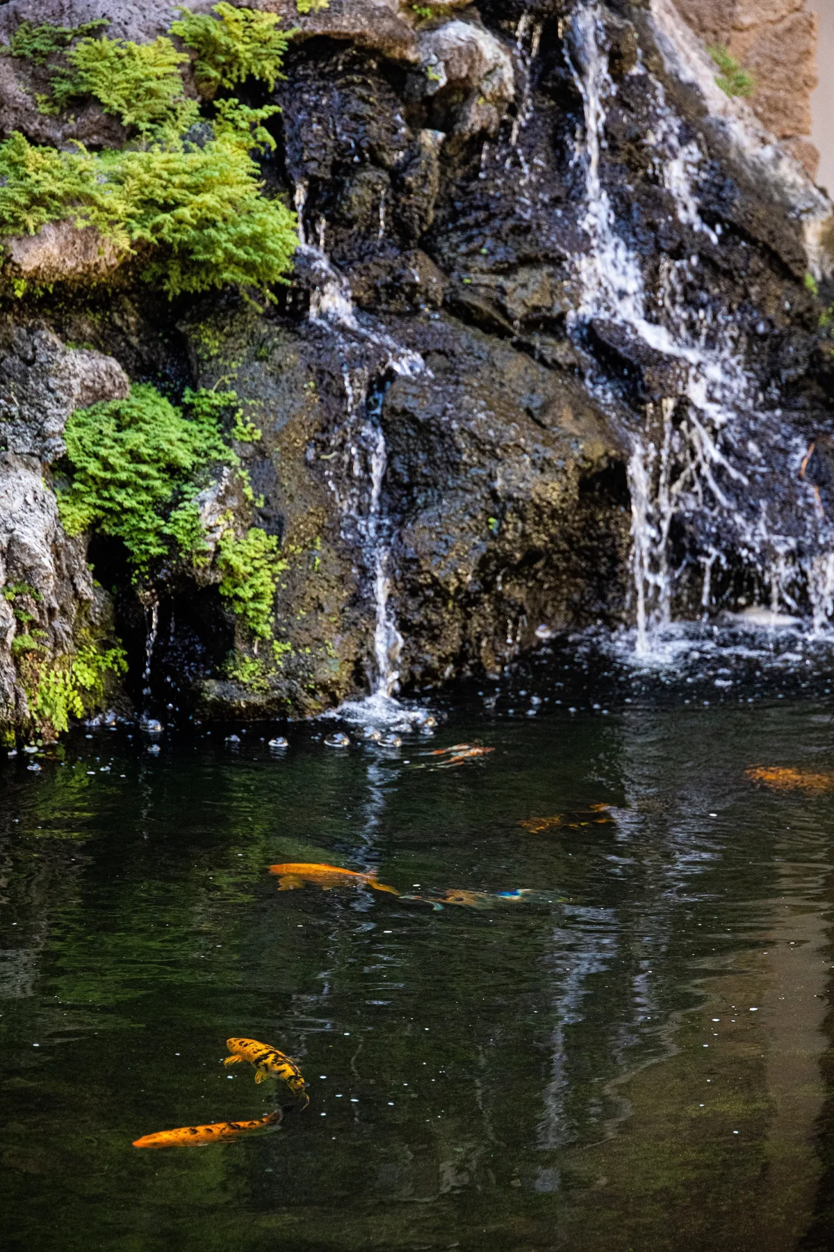 Una pequeña cascada cae sobre una pared rocosa hacia un estanque con peces.