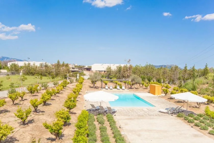 An outdoor swimming pool beside rows of landscaped plants under a clear blue sky.