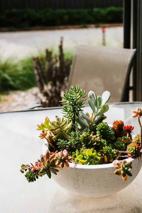 A bowl of colorful succulents sits on a table beside an outdoor seating area.