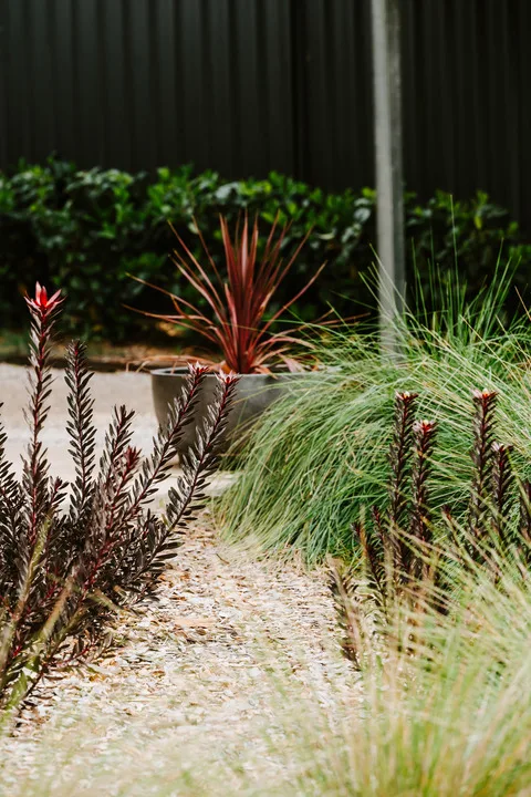 A landscaped garden path bordered by ornamental grasses and leafy plants.