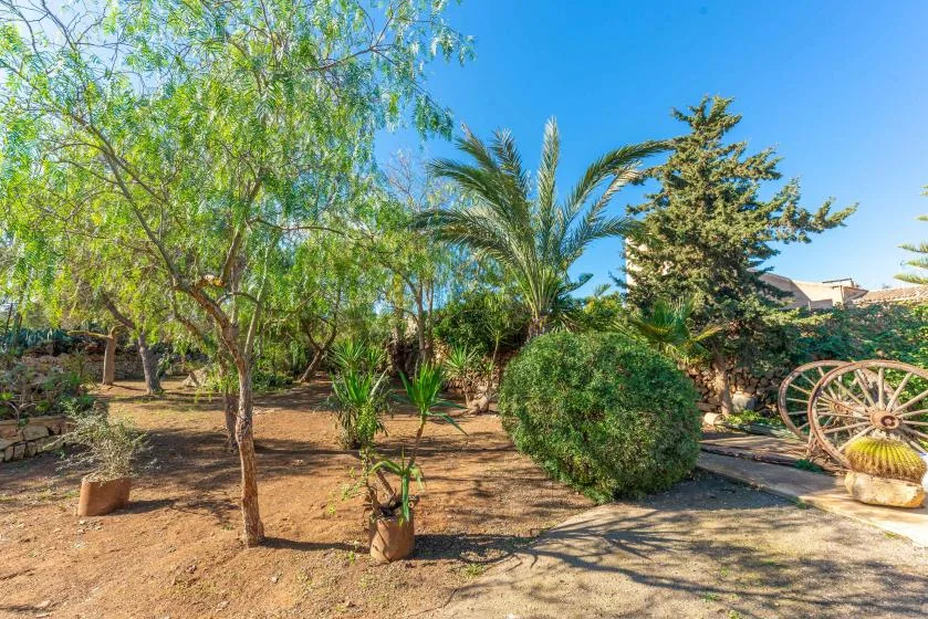 Un jardín con árboles, palmeras, arbustos y un sendero de tierra bajo un cielo despejado.