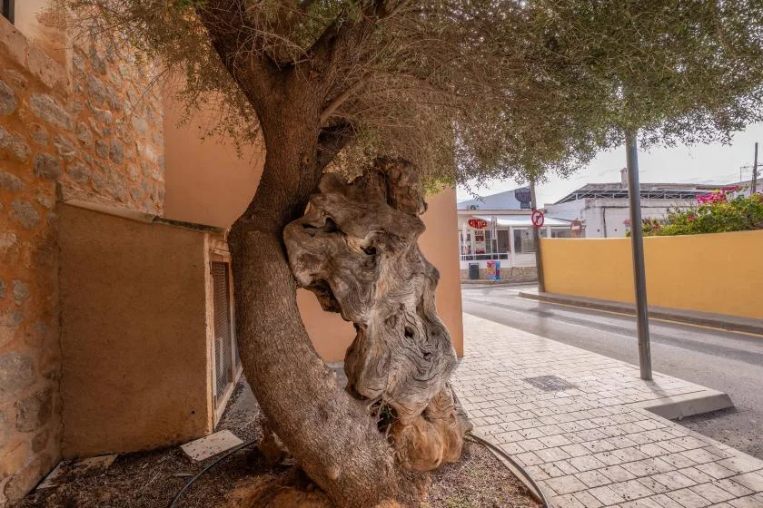 Un árbol retorcido está junto a un muro de piedra, al lado de una acera pavimentada.