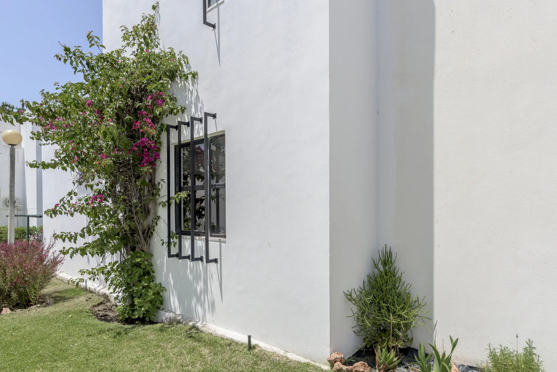 A white building exterior with a flowering vine beside a window.