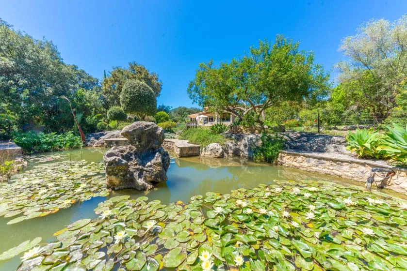 Un estanque de jardín cubierto de nenúfares está rodeado de árboles y rocas.