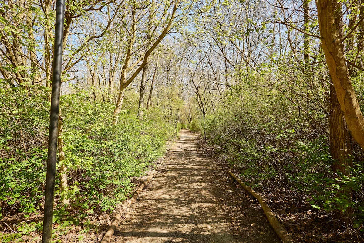 A woodland path winds between leafy shrubs and trees.