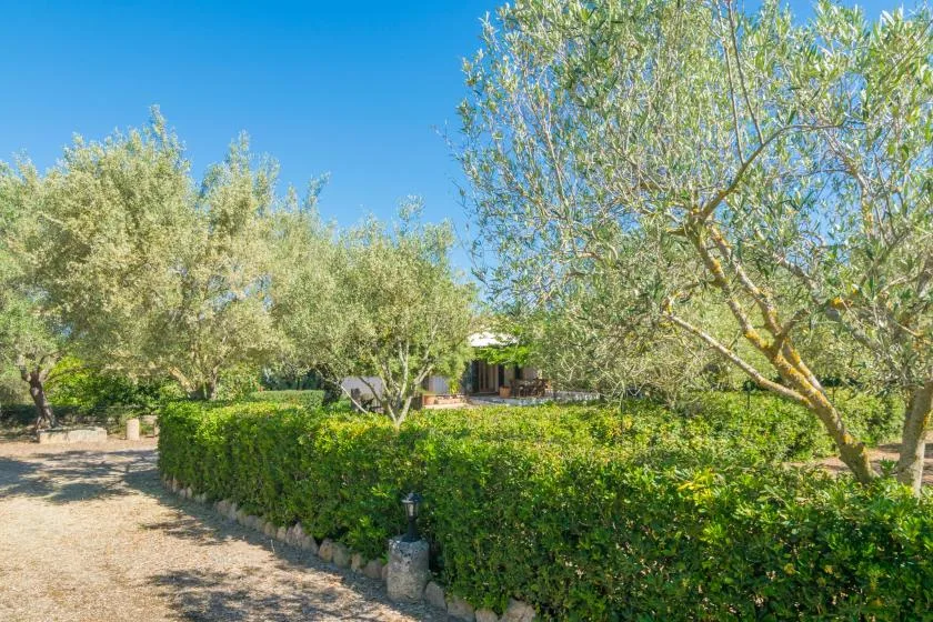 Un sendero de jardín bordea setos frondosos y árboles bajo un cielo azul despejado.
