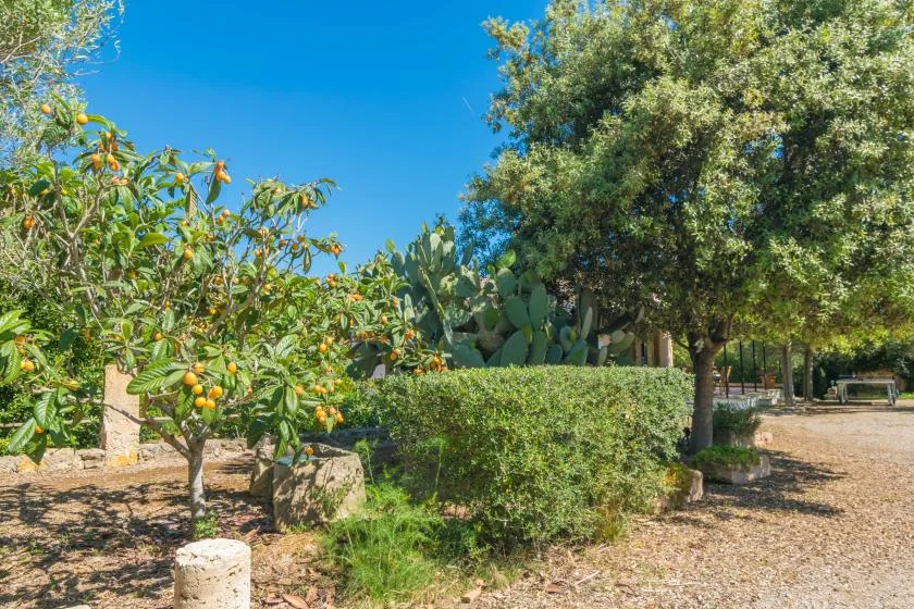 Un sendero de jardín bordea árboles frutales y setos verdes.