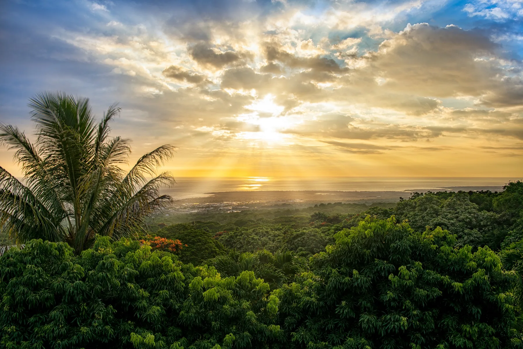 El atardecer ilumina un bosque verde con el océano en el horizonte.