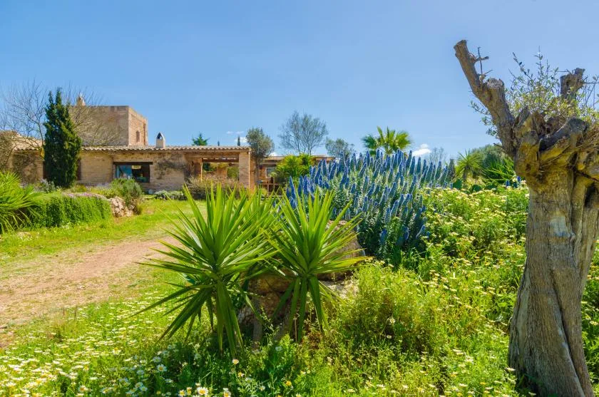 Villa es molí des trenc