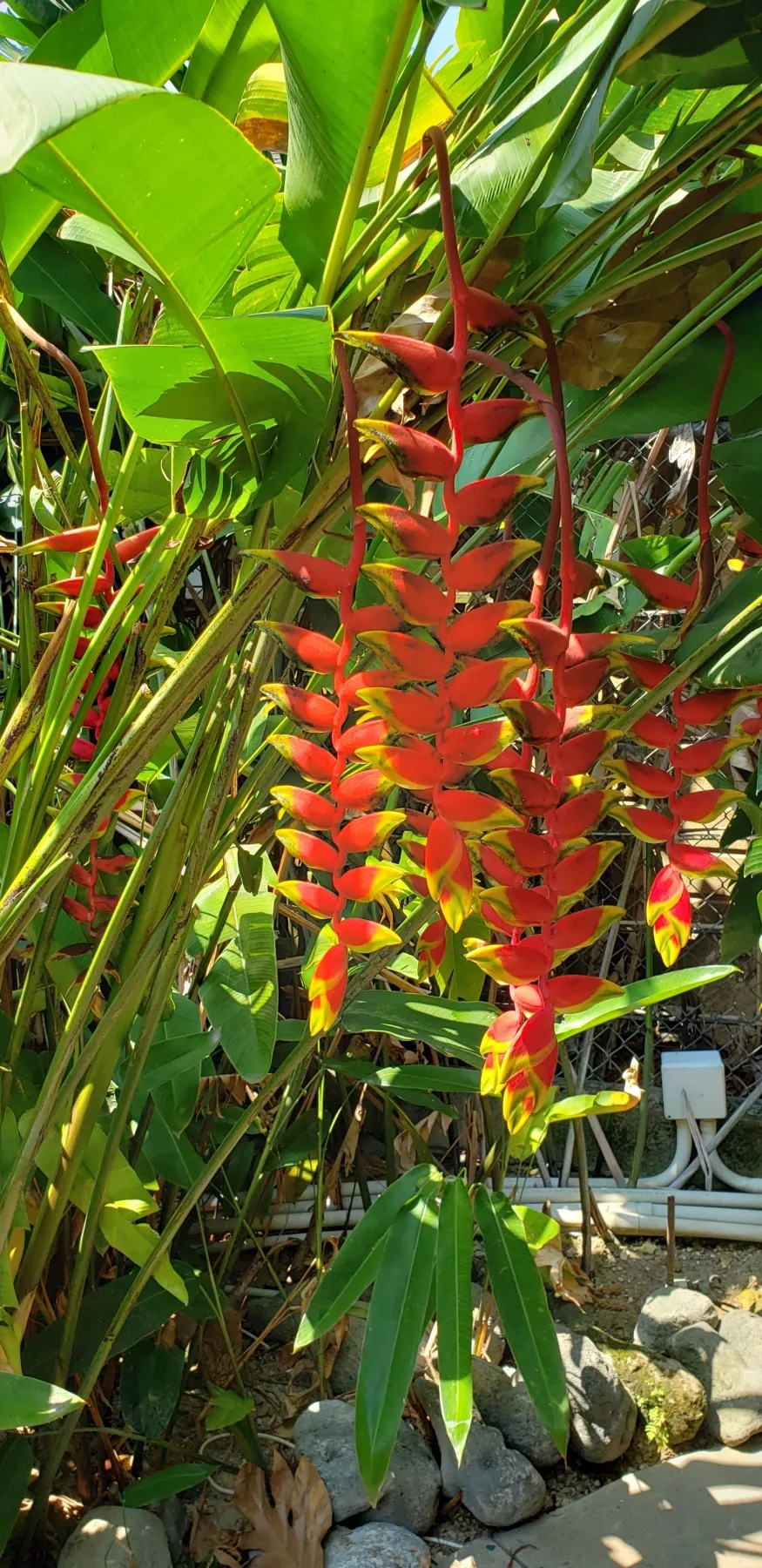 Flores tropicales en el jardín del hotel.