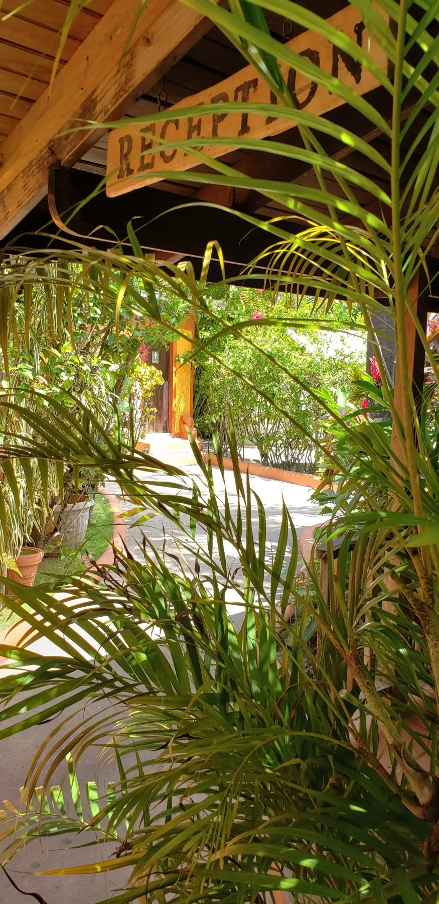 Zona de recepción del hotel vista a través de la vegetación.