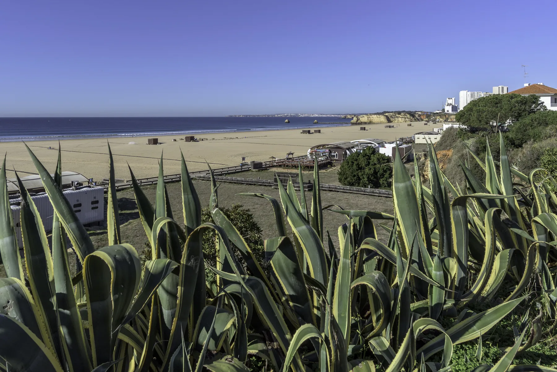 Una playa de arena y el océano se extienden detrás de plantas verdes puntiagudas.