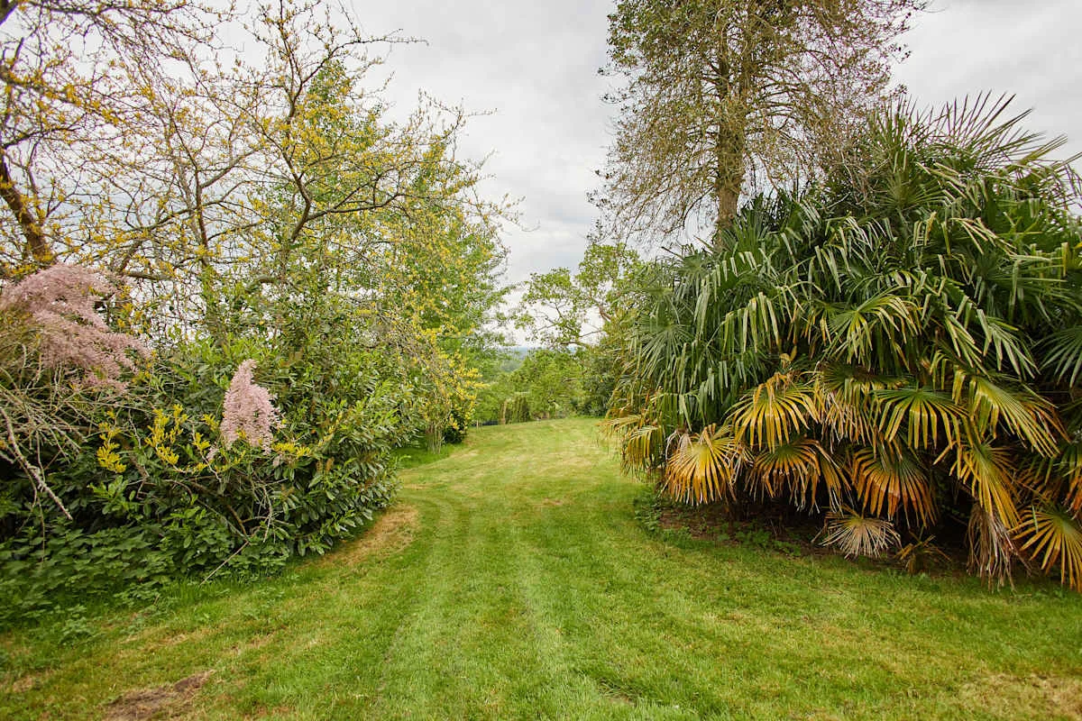 Un sendero de césped pasa entre árboles maduros y arbustos densos.