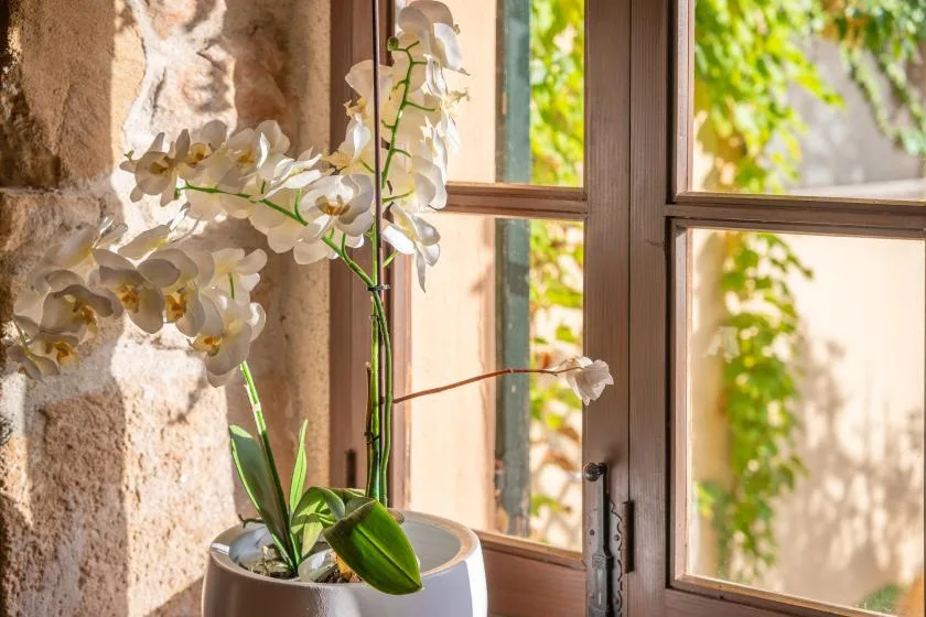 White orchids in a pot stand beside a sunlit window.