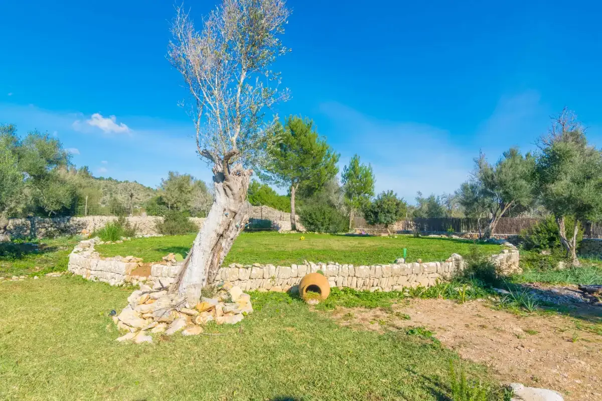 A grassy outdoor area with a stone wall and scattered trees.