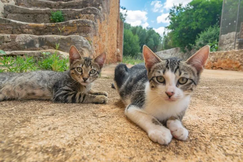 Two young cats lie on a stone path with greenery behind them.