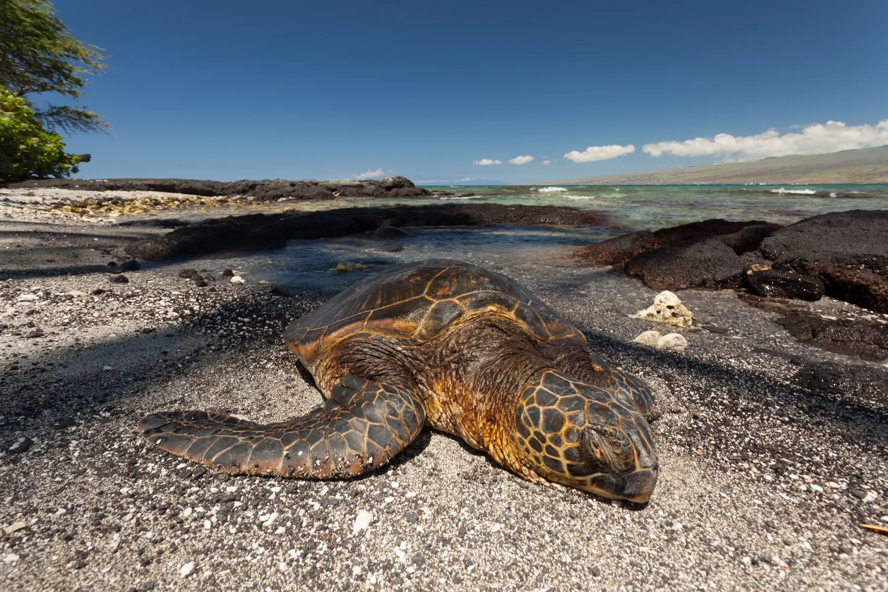 Una tortuga marina descansa en una playa de guijarros junto a aguas costeras poco profundas.