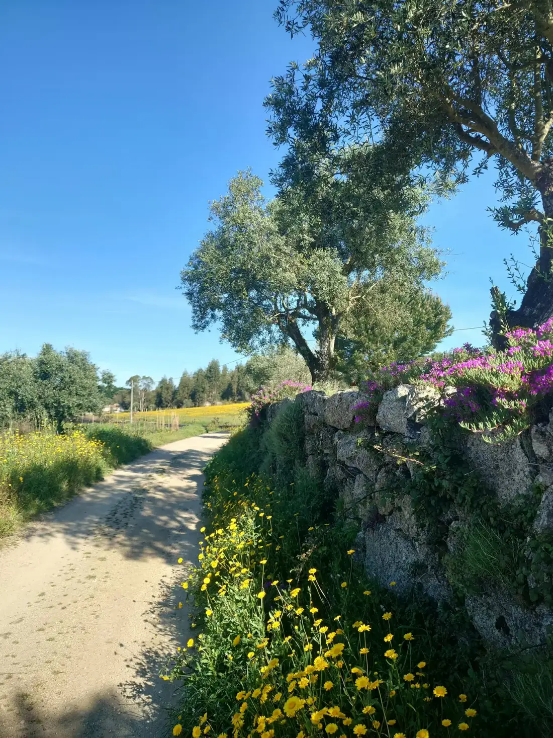 Countryside around Quinta da Barroca do Cabo in Ázere