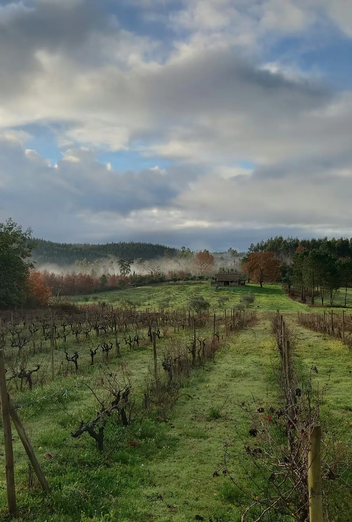 Countryside around Quinta da Barroca do Cabo in Ázere