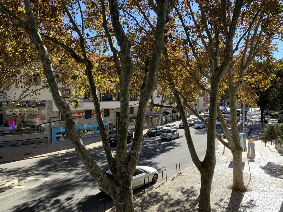 Una calle urbana arbolada con coches estacionados y escaparates.