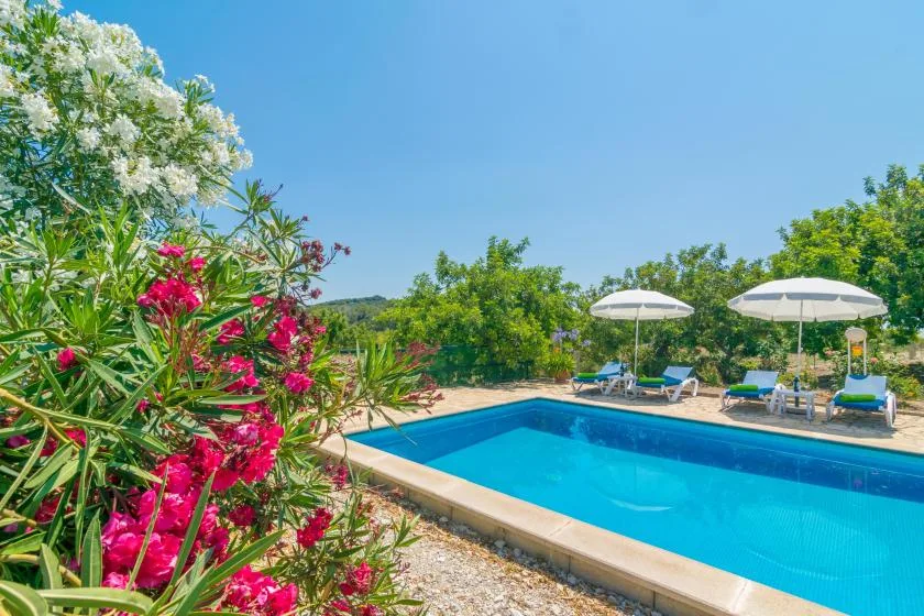 Una piscina al aire libre está rodeada de vegetación y tumbonas.