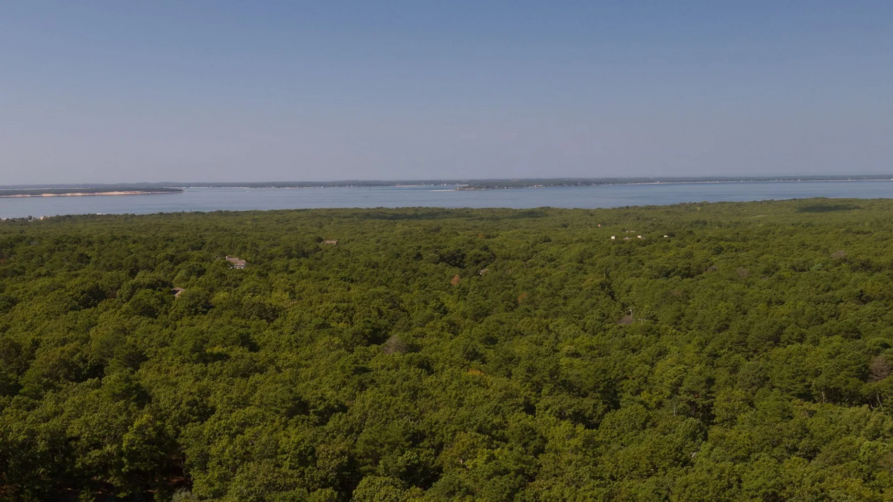 Vista aérea de un denso bosque verde que se extiende hacia una amplia masa de agua.