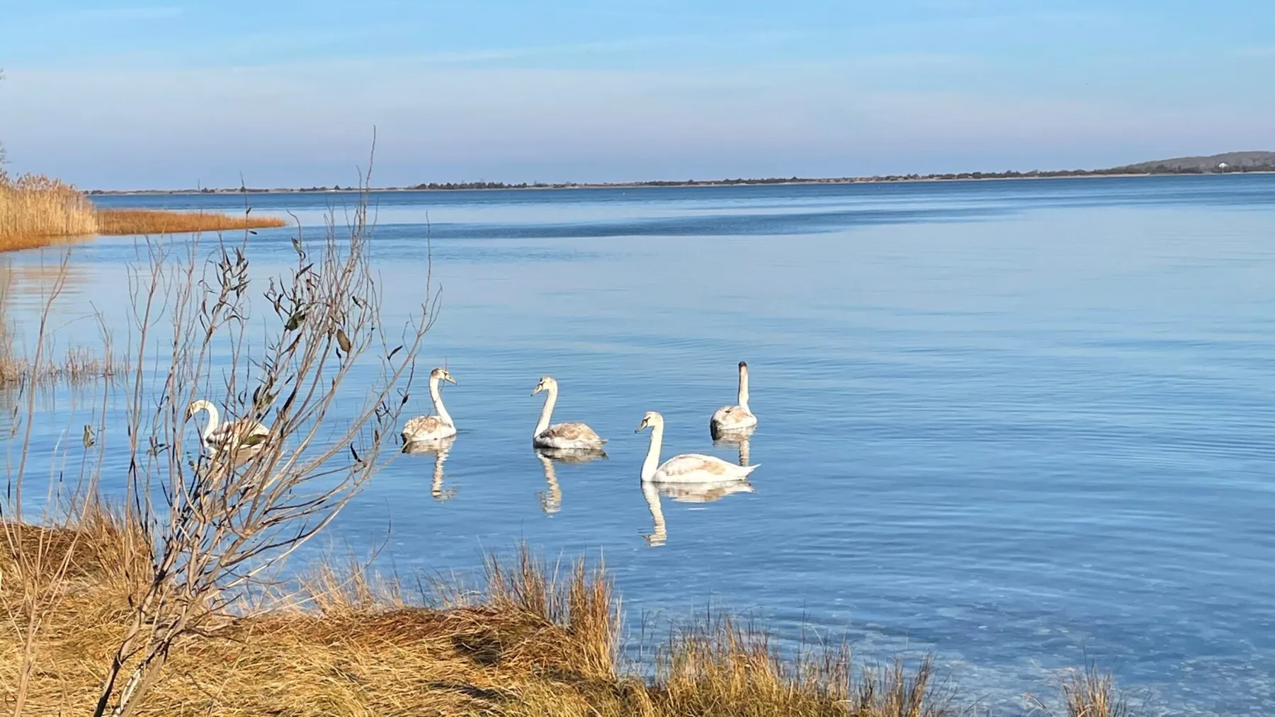 Cisnes flotan en un lago tranquilo junto a juncos y hierba seca en la orilla.