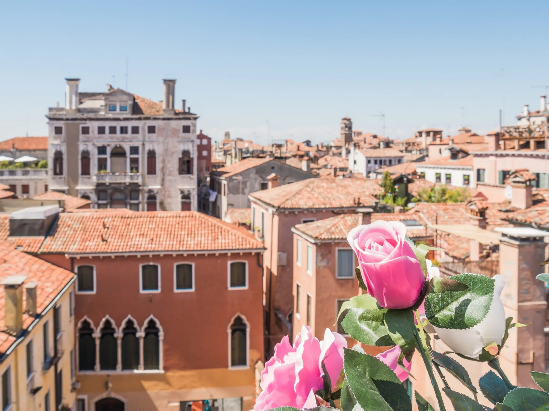 Rooftops fill the city view, with pink roses in the foreground.