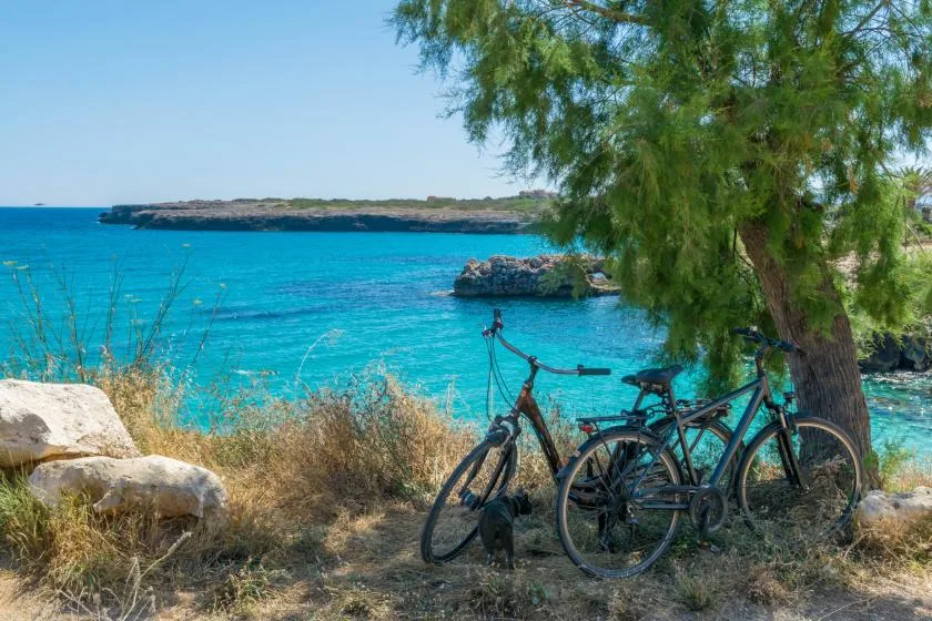 Bicycles rest beneath a tree beside a bright turquoise sea.