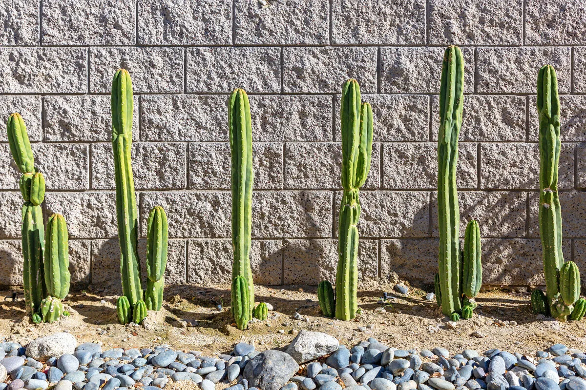 Papillon Palm Springs