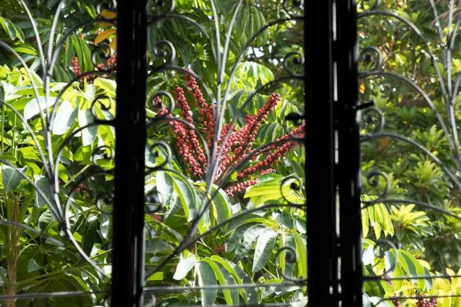 Jardín del hotel Künük.