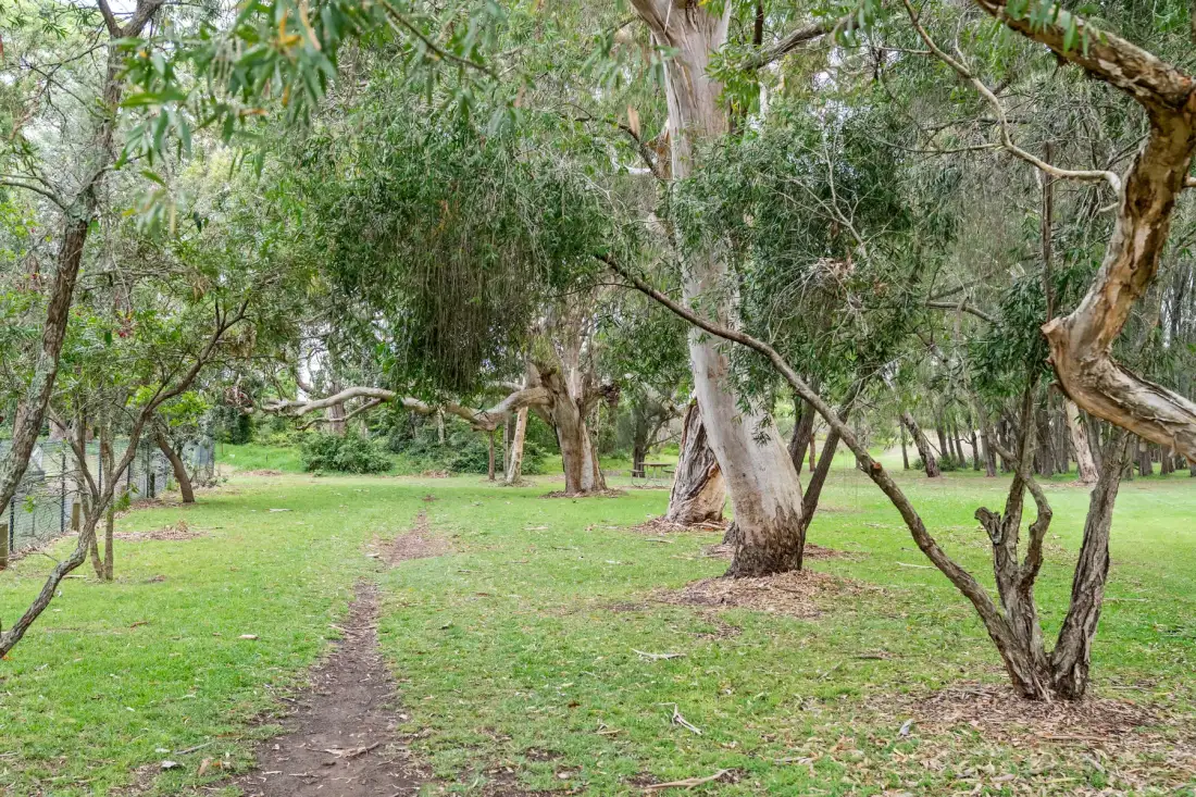 Un claro cubierto de hierba con un sendero de tierra entre los árboles.