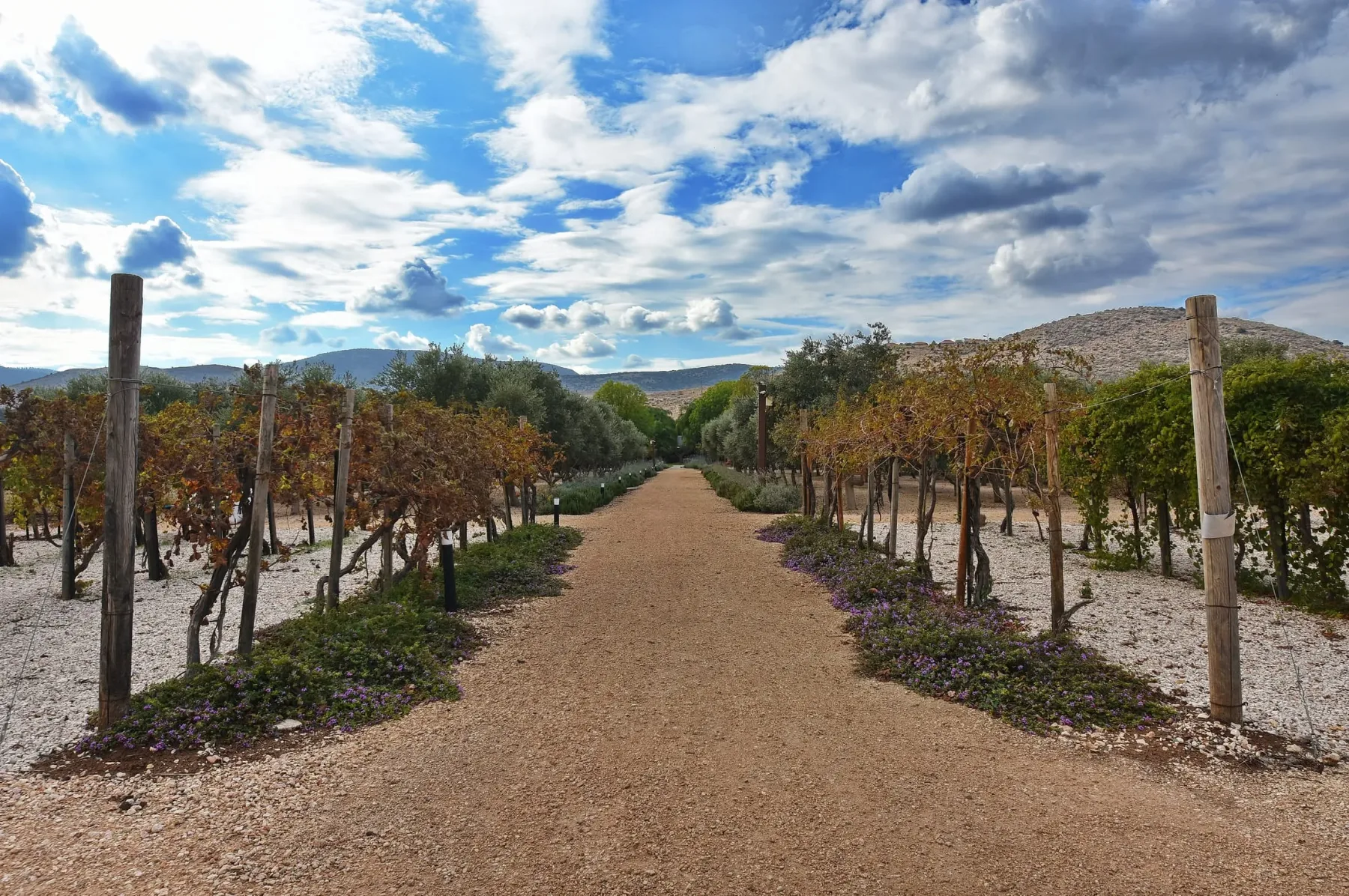 Sendero de grava entre viñedos hacia las colinas de Galilea
