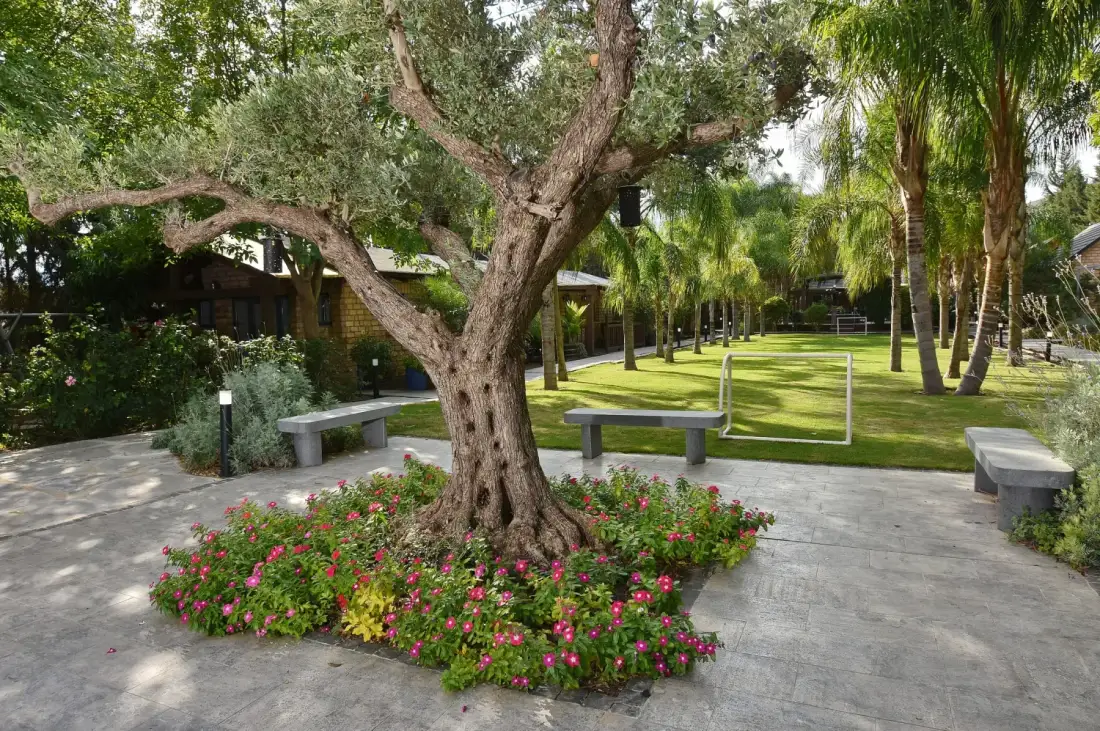 Patio ajardinado con un olivo y flores