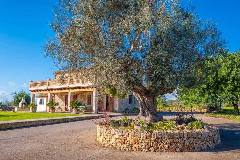 Una casa de campo está detrás de un gran árbol en una jardinera circular de piedra.