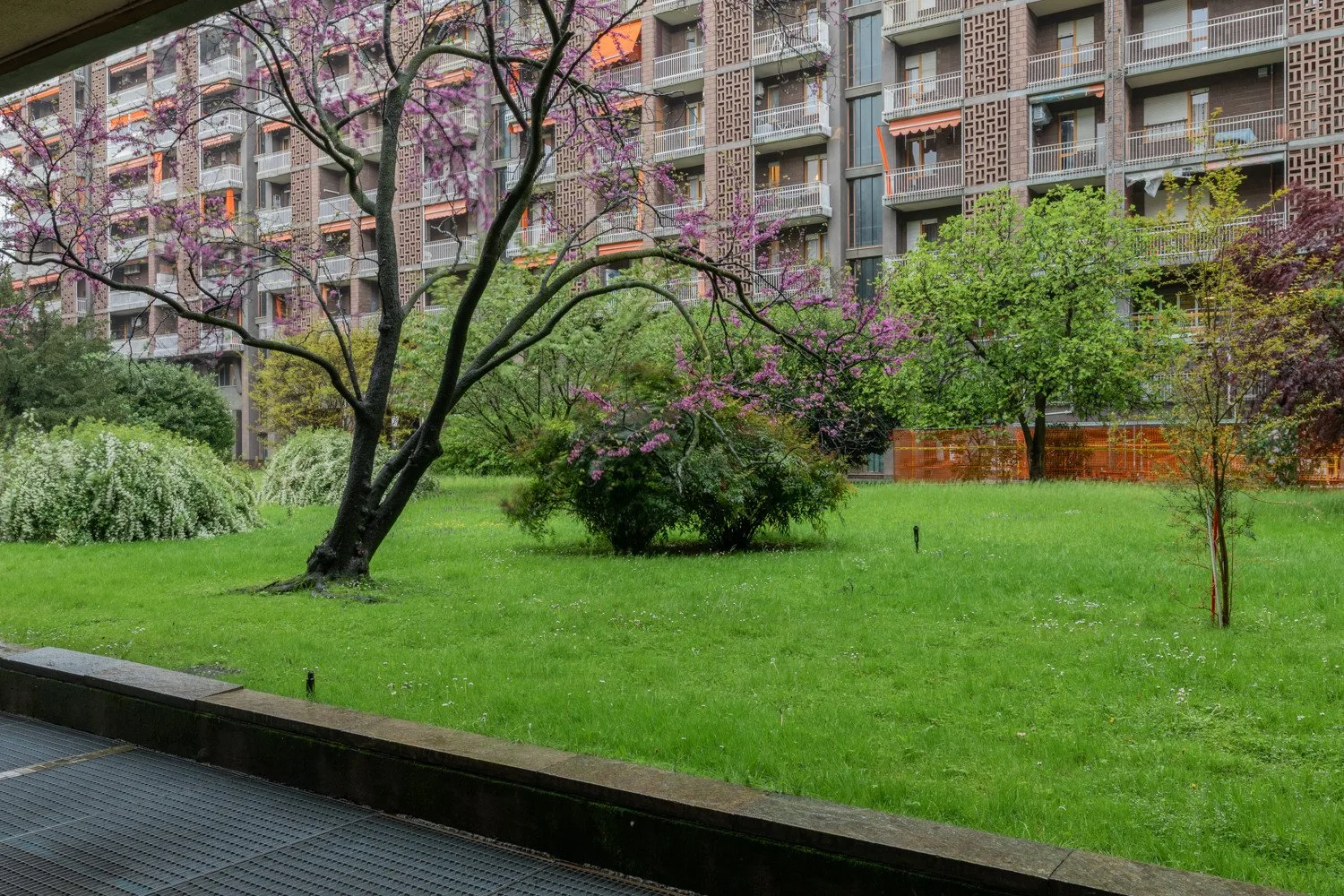 A landscaped courtyard with green lawn, flowering trees, and apartment buildings.