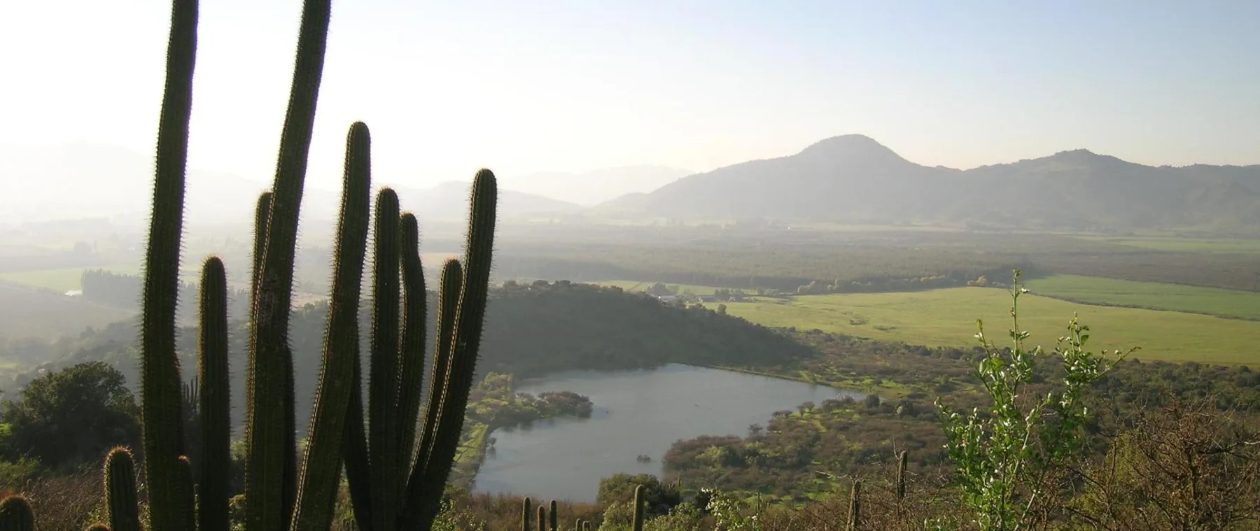 Cactus en el valle