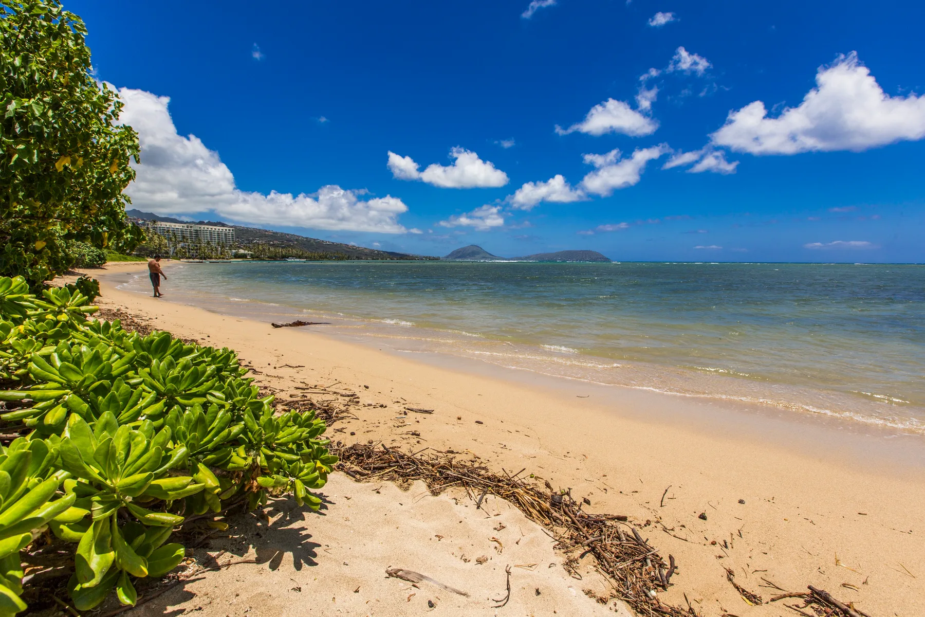 Una playa de arena bordea el agua, con plantas verdes y colinas a lo lejos.