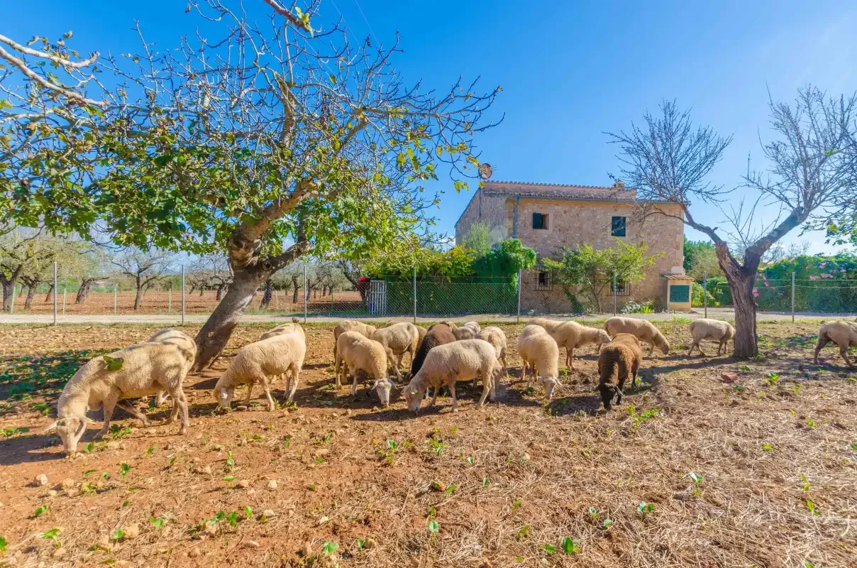 Ovejas pastan bajo los árboles en un campo cercado junto a un edificio de piedra.