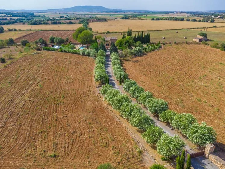 Vista aérea de un camino bordeado de árboles entre campos cosechados.
